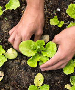 Hands planting - ChurchPlants.com